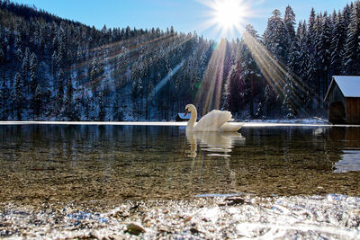 Swans in water against sky