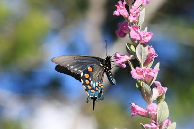 Close-up of butterfly perching on pink flower