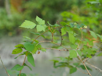 Close-up of leaves on branch