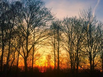 Silhouette trees against sky during sunset