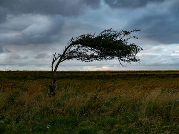 Tree on field against sky