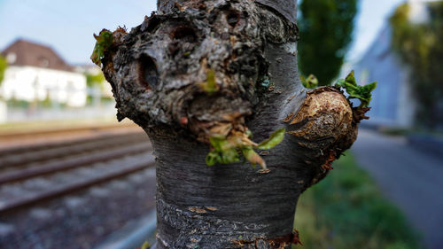 Close-up of damaged tree trunk