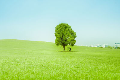 Alone of tree in the field with asian couple under 