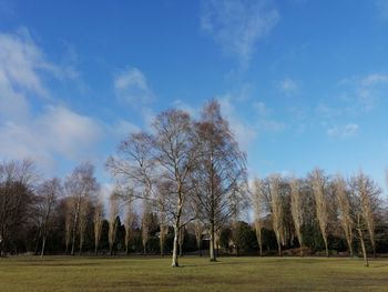 Trees on field against sky