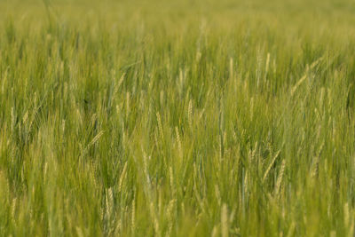Full frame shot of wheat field