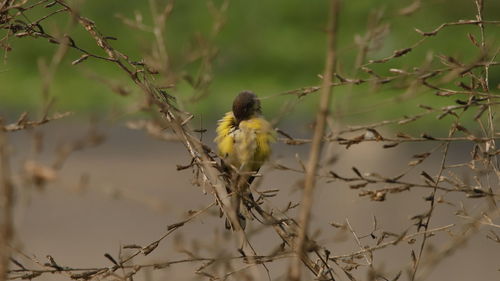 Close-up of bird perching on branch