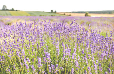 Purple flowering plants on field