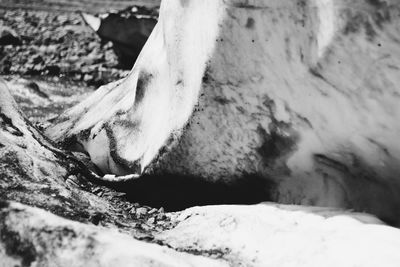Low section of dog on sand
