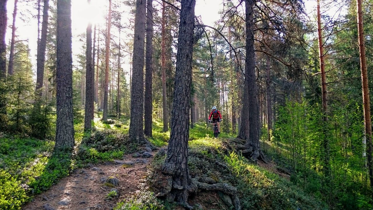 forest, tree trunk, nature, tree, beauty in nature, tranquil scene, tranquility, day, outdoors, scenics, one person, landscape, sky, people