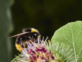 Bee on a flower