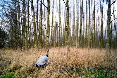 Bare trees on grassy field