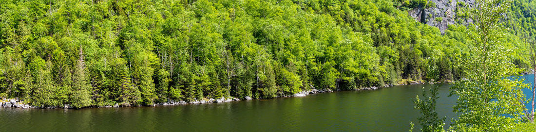 Scenic view of lake in forest