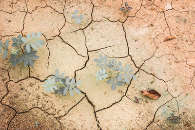 High angle view of cracked land