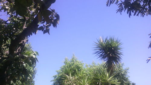 Low angle view of palm trees against clear blue sky