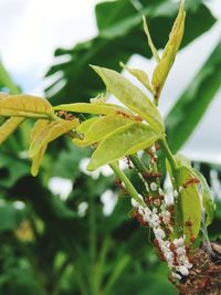 Close-up of insect on plant