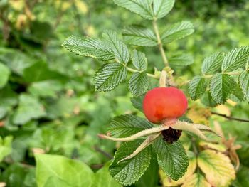 Close-up of strawberry growing on plant