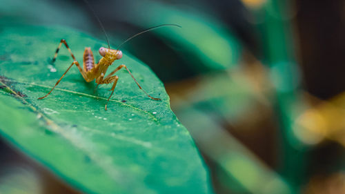 Close-up of insect on leaf