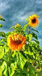 Close-up of yellow flowering plant