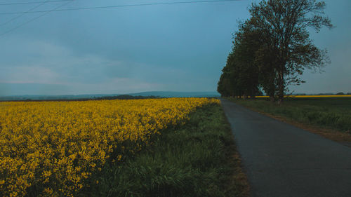 Scenic view of field by road against sky