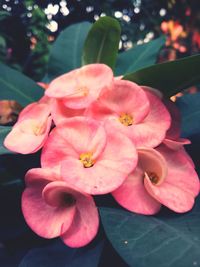 Close-up of pink hibiscus blooming outdoors