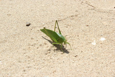 High angle view of insect on leaf