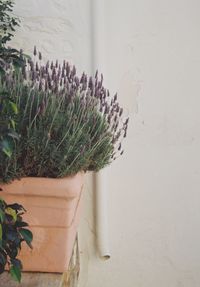 Close-up of potted plant against wall at home