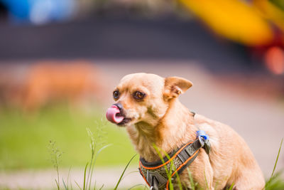 Close-up of dog looking away