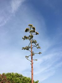 Low angle view of tree against sky