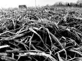 Close-up of grass on field