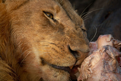 Close-up of male lion chewing on carcase
