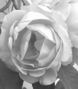 Close-up of rose blooming outdoors