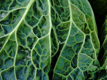 Full frame shot of vegetables