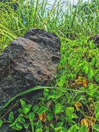 High angle view of rocks on field