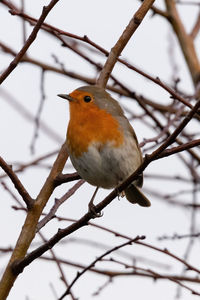 Close-up of bird perching on branch