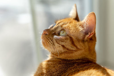 Close-up of cat looking away