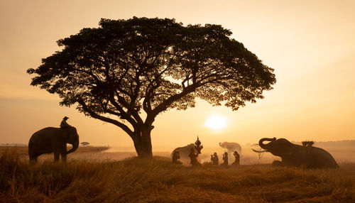 People praying by elephants on land during sunset