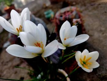 Close-up of white crocus flowers
