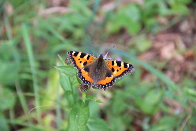 Close-up of butterfly on plant