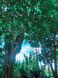 Low angle view of trees in forest