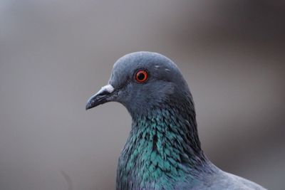 Close-up of pigeon