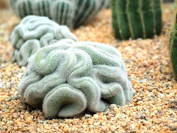 Close-up of plant against blurred background