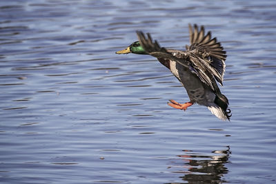 Bird flying over lake