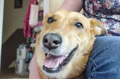 Midsection of woman sitting by dog at home