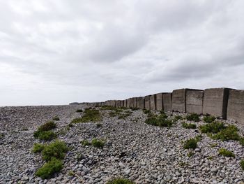 Plants growing on stone wall against sky