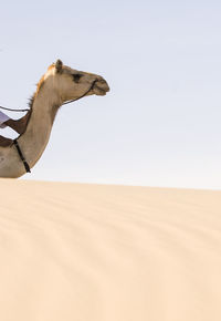 View of a camels head in the sahara  desert