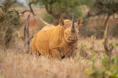 Black rhino