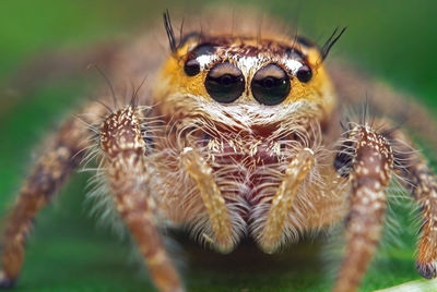 Close-up of spider