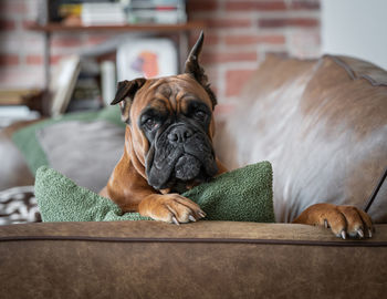 A dog is lying on a leather sofa in the living room, an animal in the interior