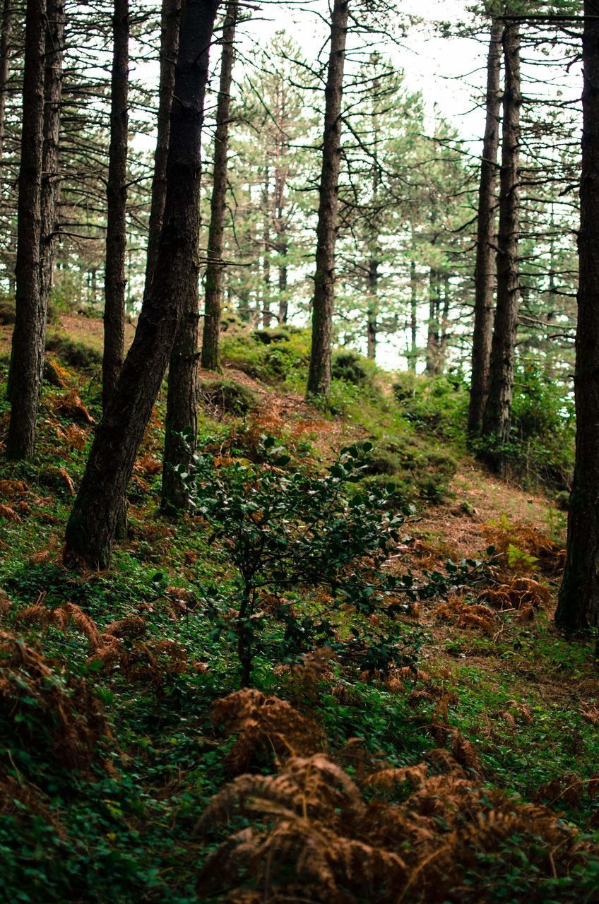 SCENIC VIEW OF FOREST