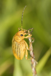 Close-up of insect on plant